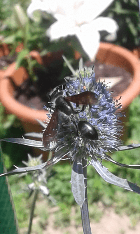 Isodontia mexicana (Sphecidae)? S.